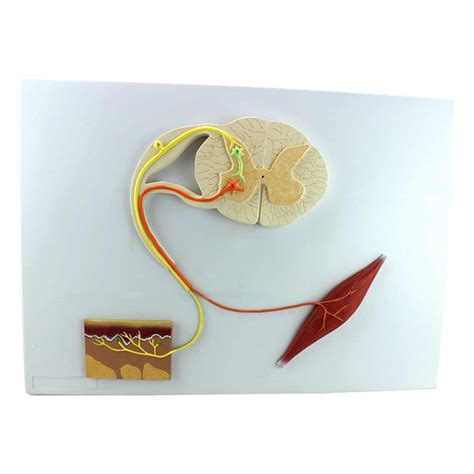 Buy Educational Model Neural Reflex Arc Model Human Anatomy Science