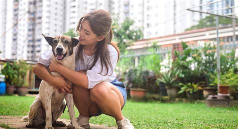 Custo De Um Plano De Saúde Pet E Como Escolher O Melhor Saúdepets