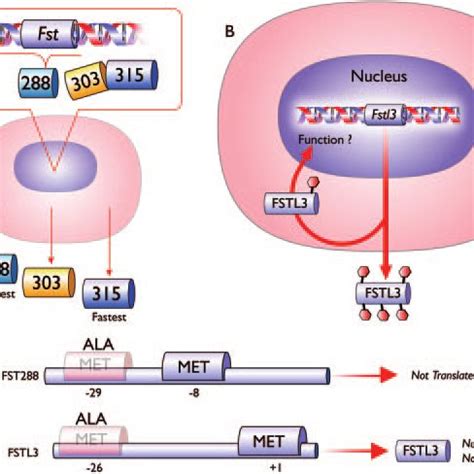 Summary Of The Work By Saito Et Al A The Fst Gene Encodes Two Forms