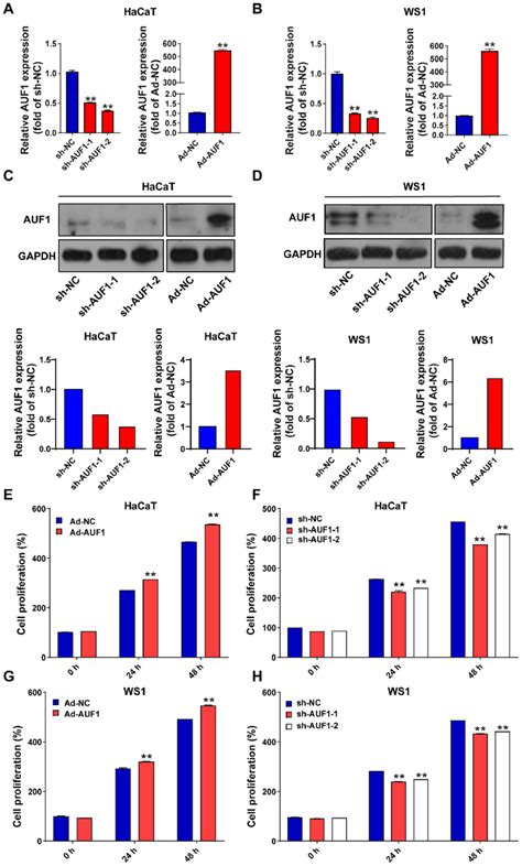 Knockdown And Overexpression Of Auf In Human Skin Cells A Hacat