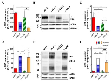 Rnai Mediated Knockdown Of Zip8 Zip14 Or Both In A549 Cells A Zip8 Download Scientific