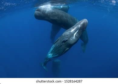 274 Whale brain Images, Stock Photos & Vectors | Shutterstock