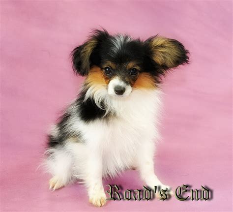 Roads End Papillons 4 Months Old Papillon Puppies