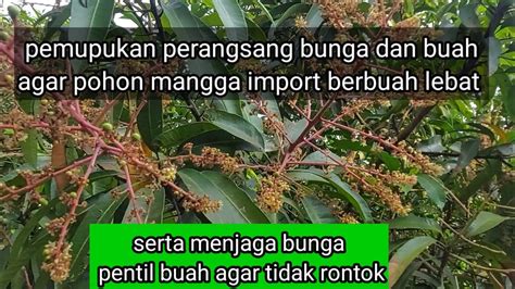 Pemupukan Perangsang Bunga Dan Buah Pohon Mangga Import Agar Berbuah