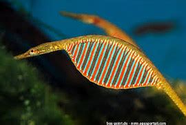 African freshwater pipefish - regular - Bluegrassaquatics.com