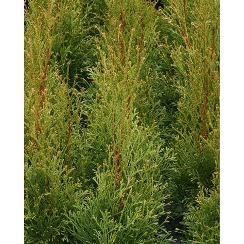 Lebensbaum Smaragd Höhe ca 125 150 cm Topf ca 15 l Thuja