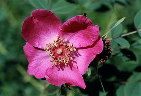 Sterile Chinese Rose Flower Photograph by Dr Jeremy Burgess/science Photo Library - Pixels