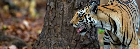 Tiger Safari in Kanha - Book Best Wildlife Safari Tour