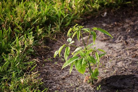 A Sapling's Growth Photograph by Tim Richard - Fine Art America