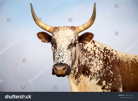 1301 Nguni Stock Photos Images And Photography Shutterstock