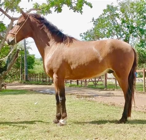 Cavalo Mangalarga Macha Picada No Brasil