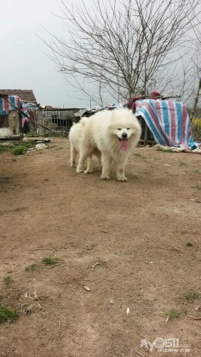 大白熊vs高加索 高犬和高加索谁大 熊犬能长 大山谷图库