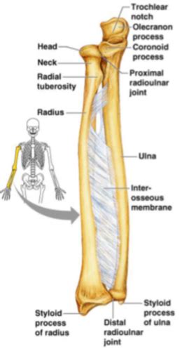 Hand And Wrist Anatomy Flashcards Quizlet