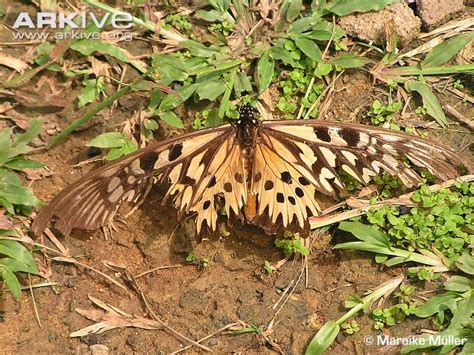 Papilio antimachus | Fauna and flora Wiki | FANDOM powered by Wikia