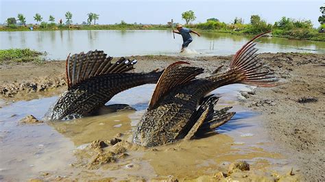 Best Fishing Today A Fisher Man Catch Mud Fishes Under Soft Ground At