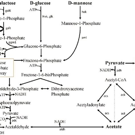 Metabolic Pathway Of Acetate Production First Alcoholic Fermentation Download Scientific