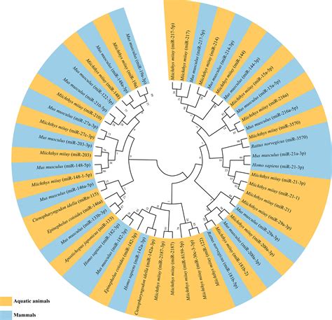 Frontiers Non Coding Rnas Targeting Nf κb Pathways In Aquatic Animals