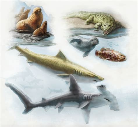 apex marine predators illustration  mesastudios