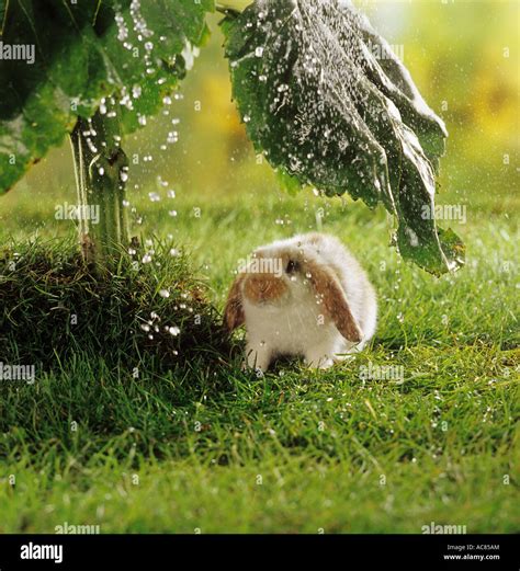 Young Pygmy Rabbit Under Sunflower Leaf In The Rain Stock Photo Alamy