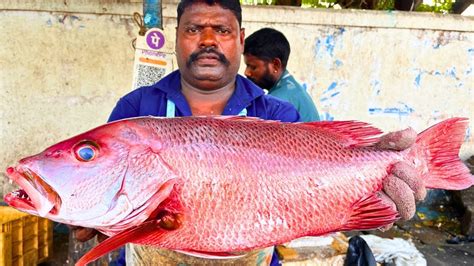 KASIMEDU SPEED SELVAM RED SNAPPER FISH CUTTING VIDEO CUTTING FOCUS