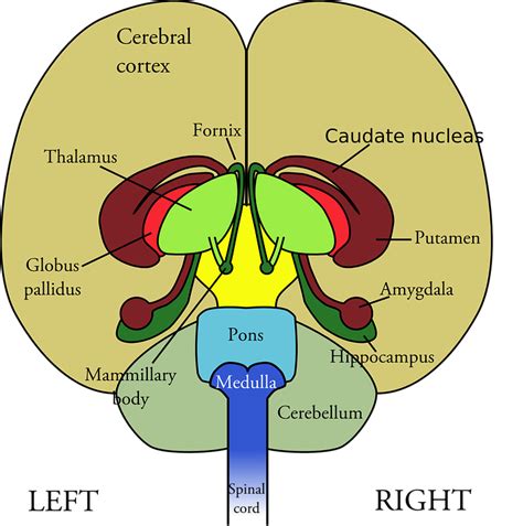 Image Vectorielle Gratuite Cerveau Anatomie Humaine Image Gratuite