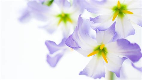 🔥 [20+] Purple And White Flowered Wallpapers | WallpaperSafari