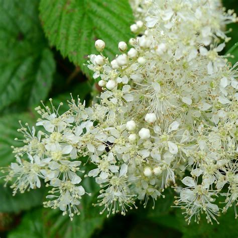 Filipendula Ulmaria Reine Des Pr S Une Vivace Fleurs Cr Me