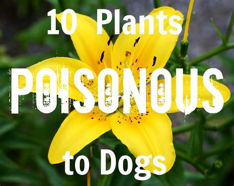 Pick a Puppy Blog: 10 Poisonous Plants to Dogs