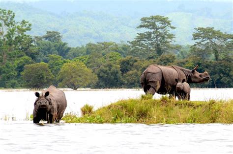 Guwahati Chandubi Lake Pobitora Kaziranga Shillong Cherrapunji