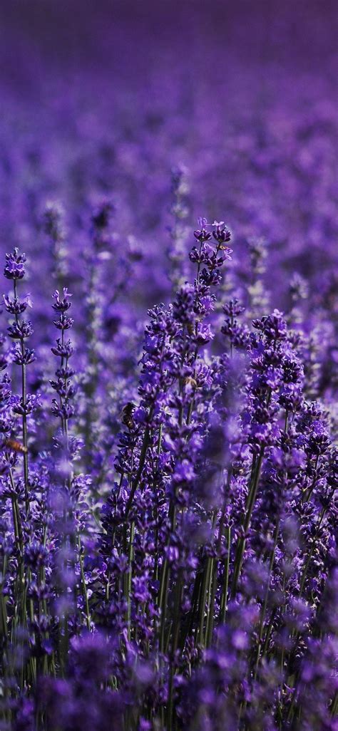 4K Lavender Wallpapers - Top Free 4K Lavender Backgrounds - WallpaperAccess