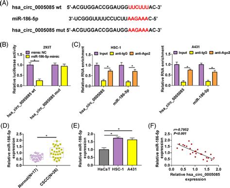 Hsa Circ 0005085 Could Target MiR1865p A Circinteractome Predicted