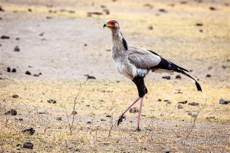 Top 34 African Birds A Safari Photo Guide • Passport And Pixels