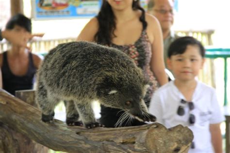 Palawan-Bearcat-Palawan-Wildlife-Rescue-and-Conservation-Center ...