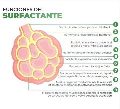 Funciones Del Surfactante Yudocorg Udocz