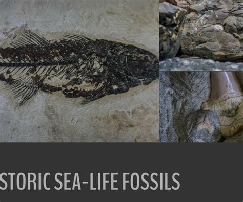 ArtStation - 165 photos of Prehistoric Sea-Life Fossils | Resources