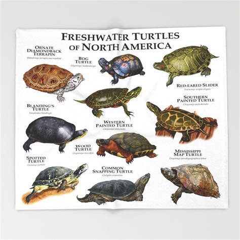 Freshwater Turtles Of South Carolina Poster Print Field Guide Artofit