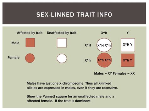 Ppt Patterns Of Heredity Powerpoint Presentation Free Download Id2347754