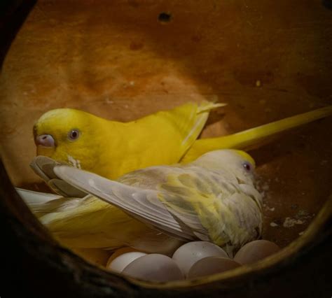 How To Determine The Age And Sex Of Budgies Allaboutbudgies