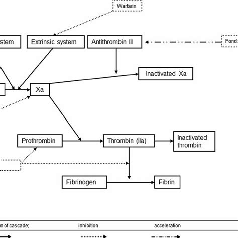 This Figure Demonstrates The Coagulation Cascade And Highlights Were Download Scientific