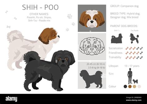 Shih-Poo clipart. Shih-Tzu Poodle mix. Different coat colors set. Vector illustration Stock ...