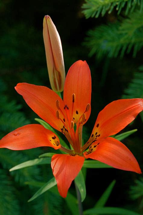 wood lily infigo imaging