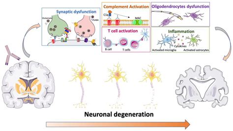 Biomedicines Free Full Text Neural Surface Antibodies And