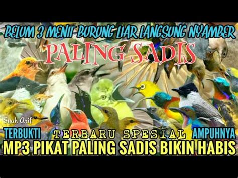 Suara Pikat Semua Burung Kecil Ribut Mp Paling Ampuh Paling Sadis