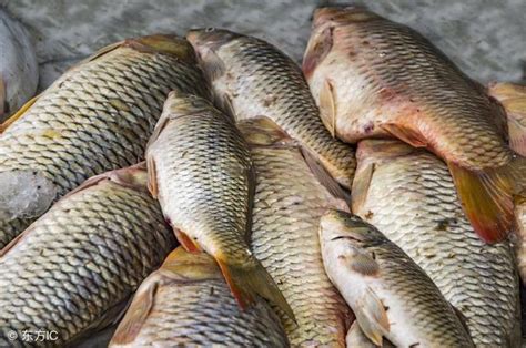 鯉魚的習性特點及釣魚老手分享的特效釣餌配方 每日頭條