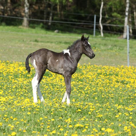 Beautiful Paint Horse Foal on Pasturage Stock Photo - Image of graze, standing: 40395104