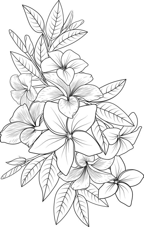 Frangipani Flowers Vector Art Beautiful Hand Drawn Tropical Flowers