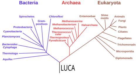 bacteria wikipedia