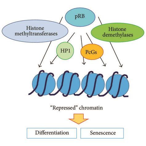 Prb Facilitates Cell Cycle Arrest And Thus Influences Differentiation