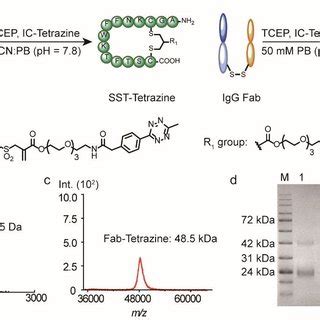 A Site Selective Modification Of Sst And Igg Fab With Ic Tetrazine