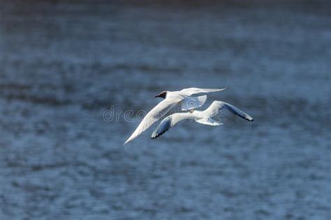 Two Seagulls In Flight Stock Image Image Of Water Ornithology 246568877